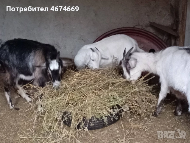 Две кози за продан