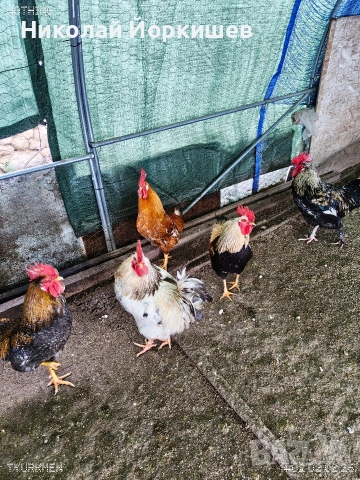 Петли, снимка 5 - Кокошки и пуйки - 53419370