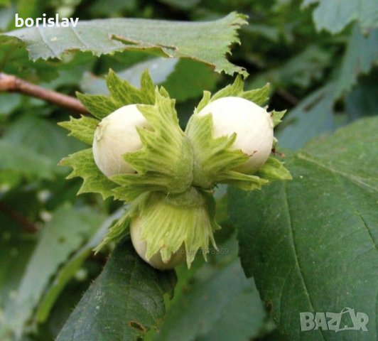 Лешници - Тонда джентиле, Ран трапезундски, Римски и Тонда ди джифони, снимка 2 - Разсади - 42336590