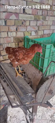 Продавам пилета  Ломан Браун