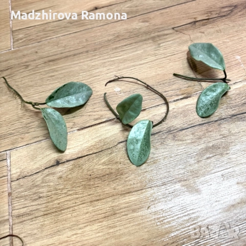 Hoya Carnosa Nova ghost 