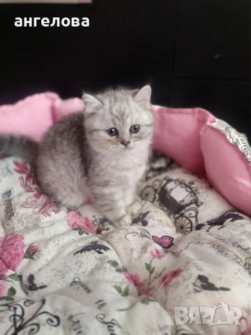 Сребърна чинчила , снимка 5 - Британска късокосместа - 53581047