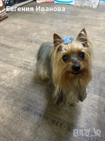 Йоркширски териер си търси приятелка, снимка 10 - Търси партньор - 35108985