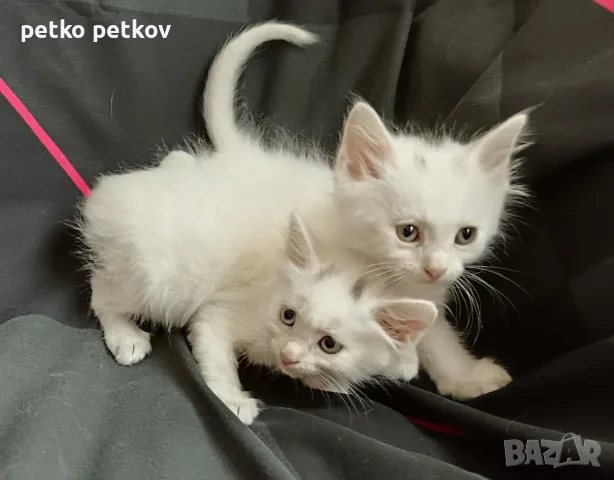 Подарявам малки пухкави котенца - момченца