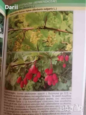 Дървета, храсти и полухрасти- Миглена Георгиева, Дамян Дохчев, снимка 2 - Българска литература - 39863556