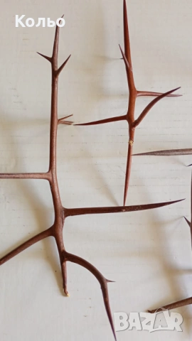 Бодли от дърво за декорация, снимка 4 - Декорация за дома - 53702904