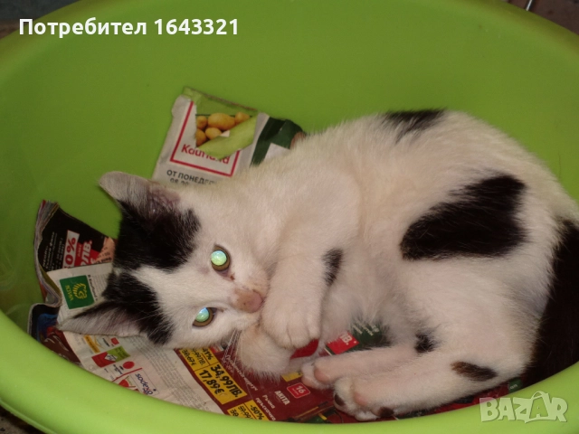 Малък сладур си търси дом (коте, котка), снимка 5 - Други - 52432213