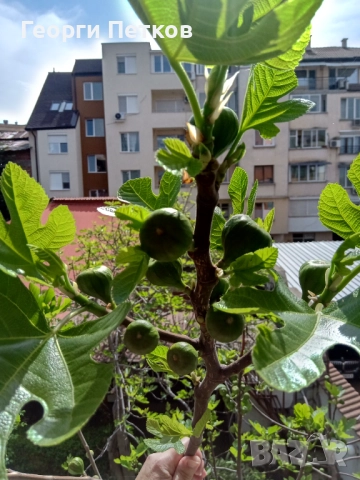 Бяла смокиня с височина 50-60 см.