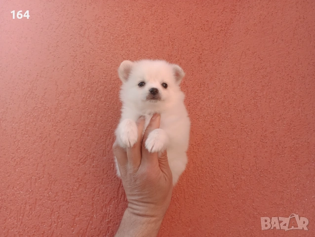 Мини Шпиц - Померан. Мъжки и женски кученца. 