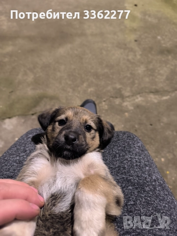 Кученца, снимка 5 - Други - 52153328