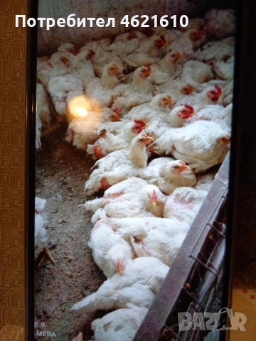 Пилета и Юрдечки, снимка 1