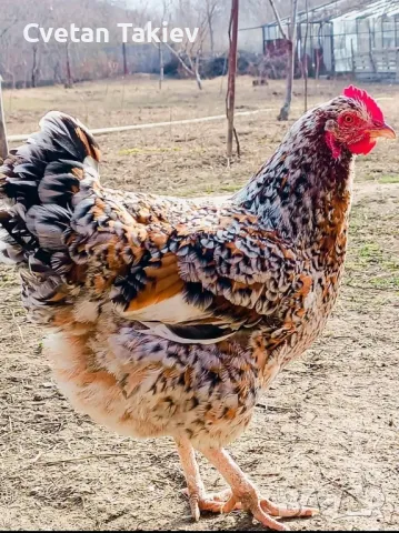 Яйца от Ливенска Пъстра кокошка , снимка 4 - Кокошки и пуйки - 49225823