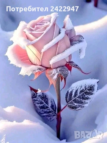 Частни уроци по немски език 