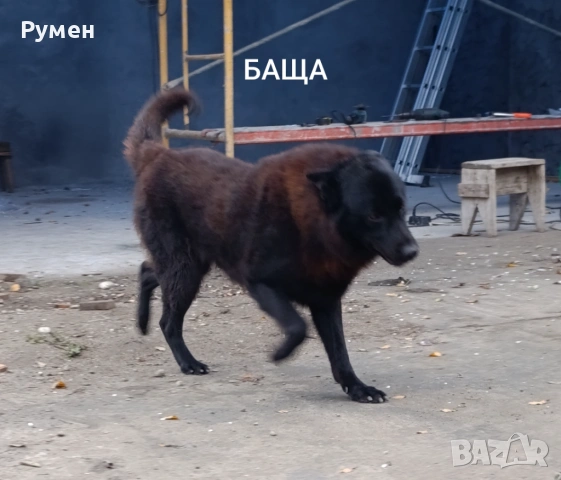 Черна немска овчарка , снимка 11 - Немска овчарка - 53266000