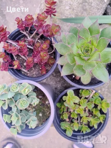 Продавам седуми