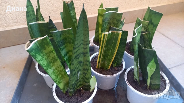 ПОСЛЕДНИ Сансевиера Трифасциата 