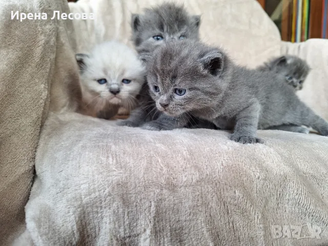 Британски дългокосмести котета , снимка 8 - Други - 55789308
