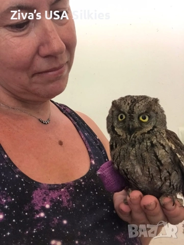 ръчно отглеждане на птици, снимка 7 - Папагали - 52415606