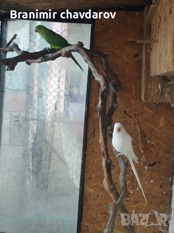 продавам 2 Александъра, снимка 6 - Папагали - 44506055