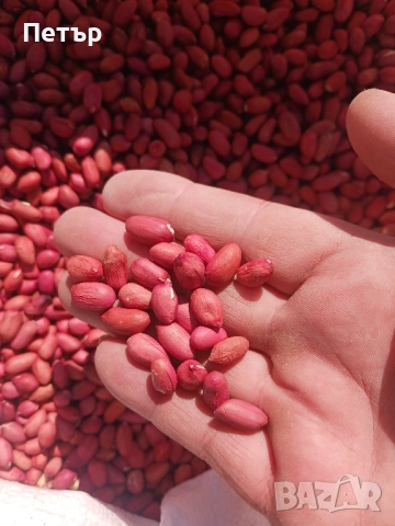 български фъстъци дребни и полувинки, снимка 3 - Други - 52025360