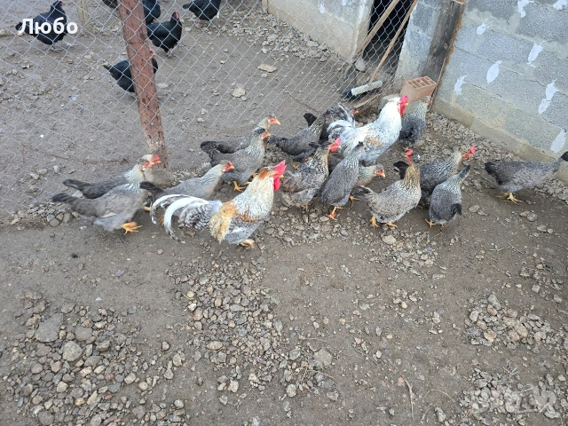 Оплодени яйца Брезе, Австралорп, Черен мед Маран и Крем Легбар, снимка 7 - За птици - 53035367