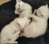 бели котенца, мъжко, женско, снимка 4