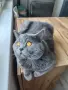 Британски късокосмести котета, снимка 10