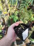 Цезалпиния пулхерима – Caesalpinia pulcherrima, снимка 9