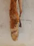 Кожа от лисица, снимка 7