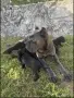 Кане Корсо на 2 месеца, снимка 5