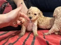 Пудел той , снимка 5