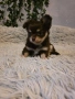 чихуахуа момченца , снимка 5