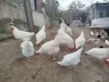Сини яйца от бял Легбар , снимка 6