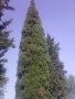 Дърво кипарѝс (Cupressus sempervirens), снимка 1 - Разсади - 40621758