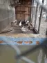пакета.мандаринки, снимка 2