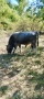 Телета, бици, снимка 2