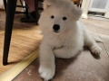 Продавам кученца Сибирски Самоед, снимка 5