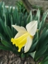 Продавам луковици от пролетни цветя - лалета, нарциси, зюмбюли....., снимка 13
