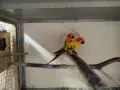 различни видове птици , снимка 11