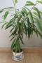 Фикус али, Ficus alii, 3-годишни растения, снимка 2