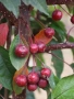Декоративна червена ябълка-Малус, снимка 2