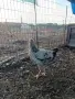 Продавам млади петли, снимка 15