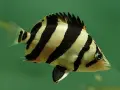 Datnioides microlepis/Сиамска тигрова, снимка 1