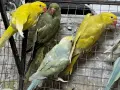продавам папагали малки александри, снимка 3