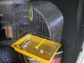 Клетка за  птици  средна L  объл покрив за 1 или няколко броя птици (папагали), снимка 2