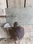 Продавам мъжки Кинг , снимка 4