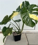 Monstera Thai Constellation, снимка 1