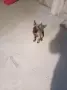 Белгийски овчарка , снимка 2