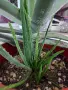 Алое вера (Aloe barbadensis Miller), снимка 3