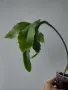 Епифилум, epiphyllum oxypetalum, снимка 3